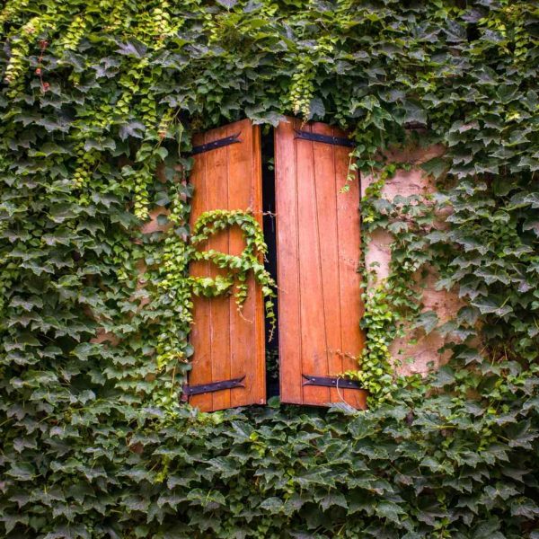 Ivy on a fence