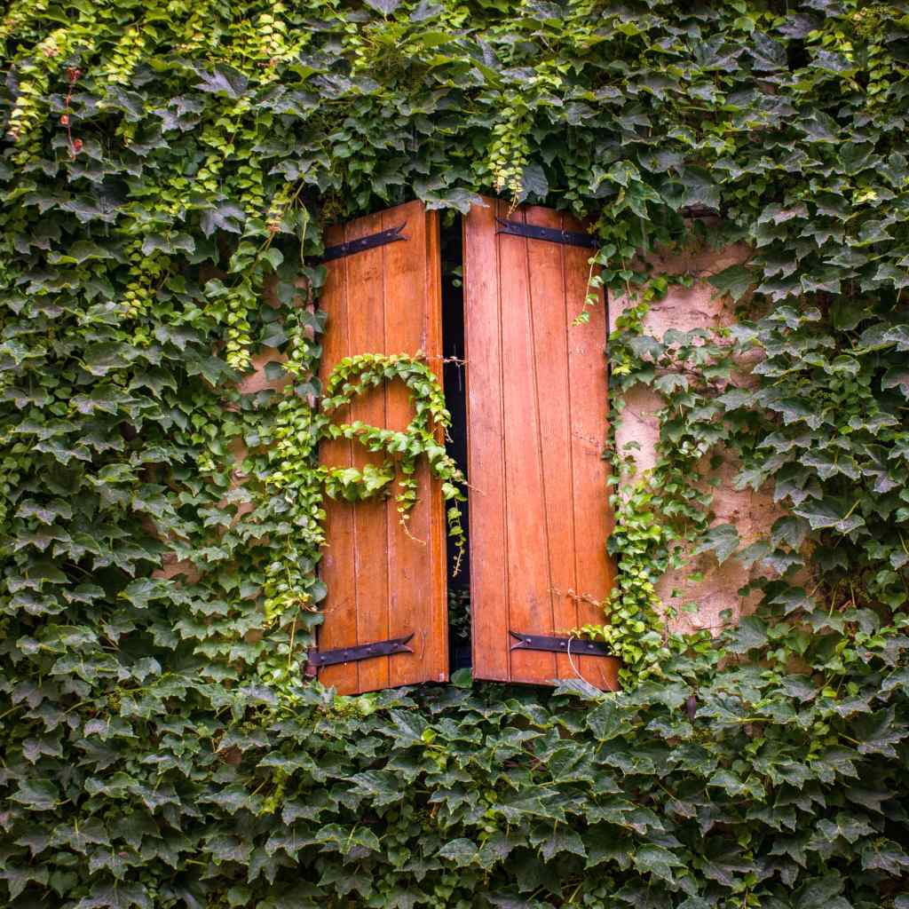 How to Plant Ivy to Grow on your Fence - Architecture Adrenaline