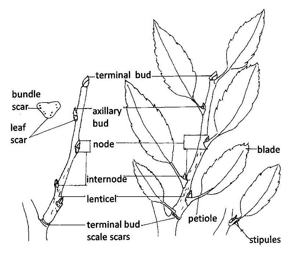 landscape morphology