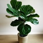 Fiddle Leaf Fig plant