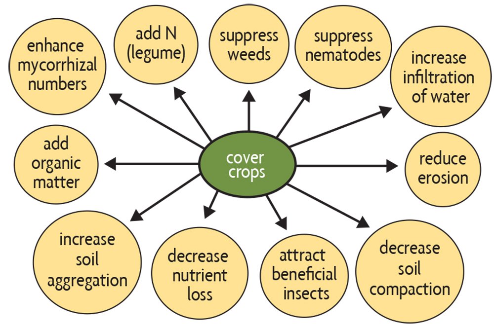 Spring Cover Crops: Enhancing Soil Health and Protecting Crops