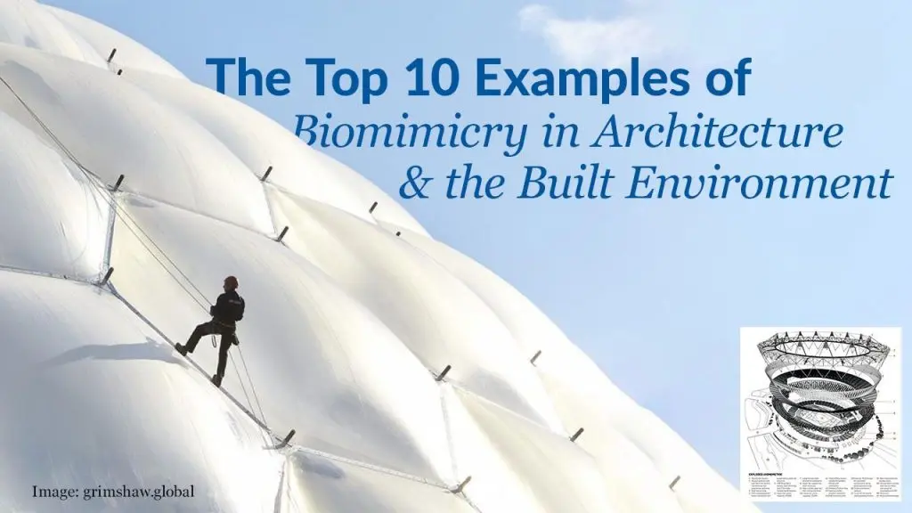 Top 10 Examples of Biomimicry in Engineering and Travel