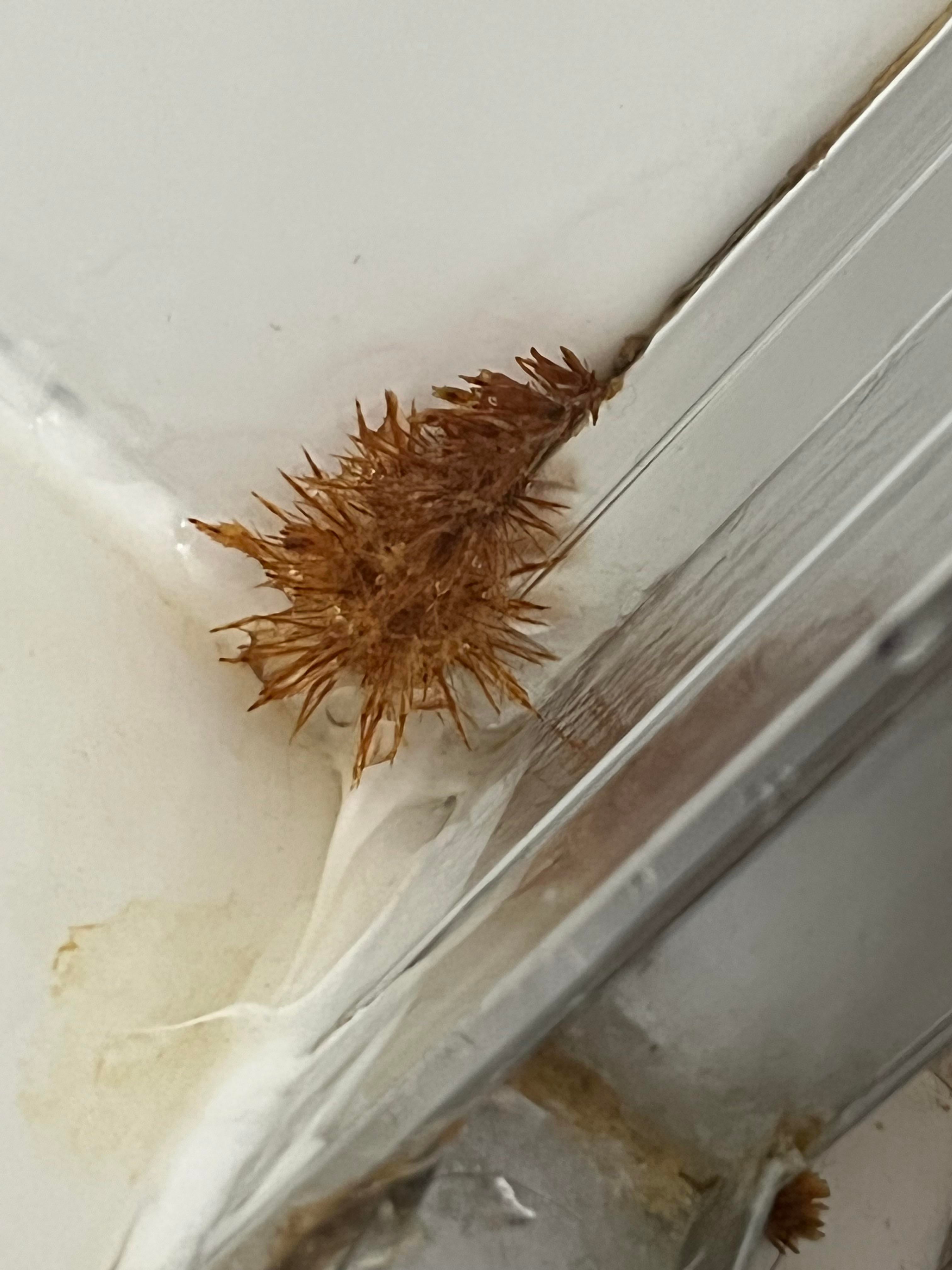 orange-mold-in-bathroom-ceiling