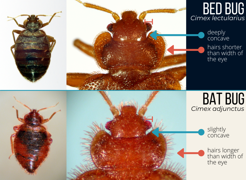 Bed Bug Vs Bat Bug: Understanding The Differences - Architecture Adrenaline