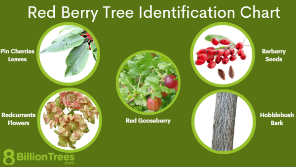 Tree with Red Berries: Identifying the Different Species - architecture ...