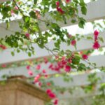 a bunch of pink flowers hanging from a ceiling