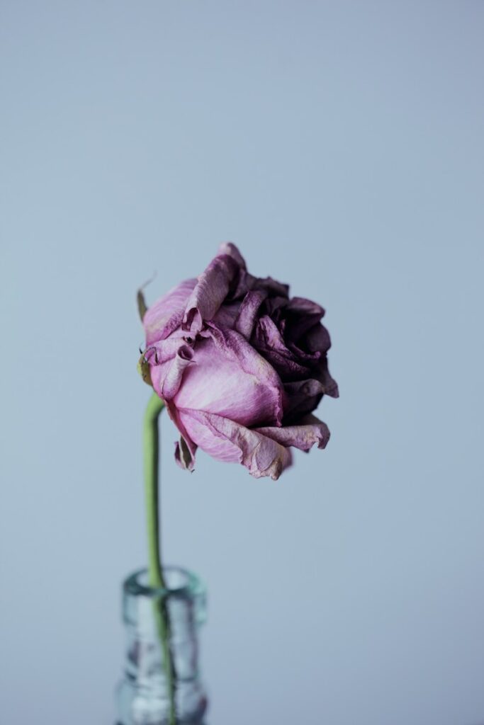 purple petal flower and clear glass vase