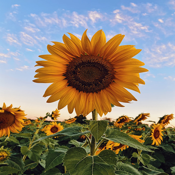 sunflower meaning