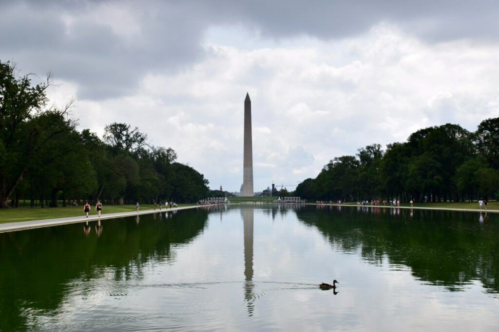 a duck swimming in a pond in front of the washington monument