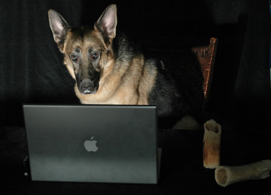 Animal Portrait Photography German Shepherd Dog on Computer - Burning the Midnight Oil with a Mac. A MacDog.