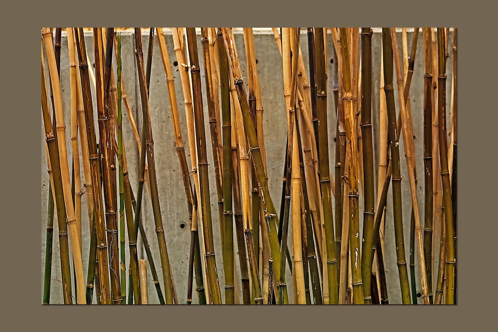 Bamboo