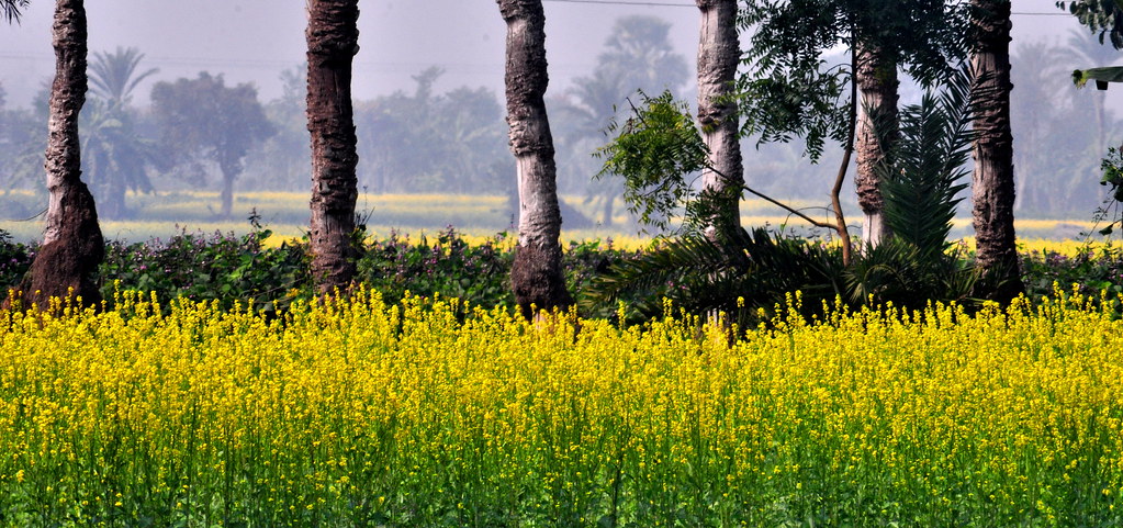 A Canvas: Mustard field and Date Trees