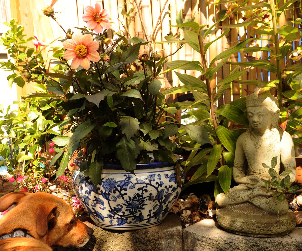 Rosie, statue of the Buddha meditating, heat of a sunny day, blue decorative floral ceramic planter, A Garden for The Buddha, Seattle, Washington, USA