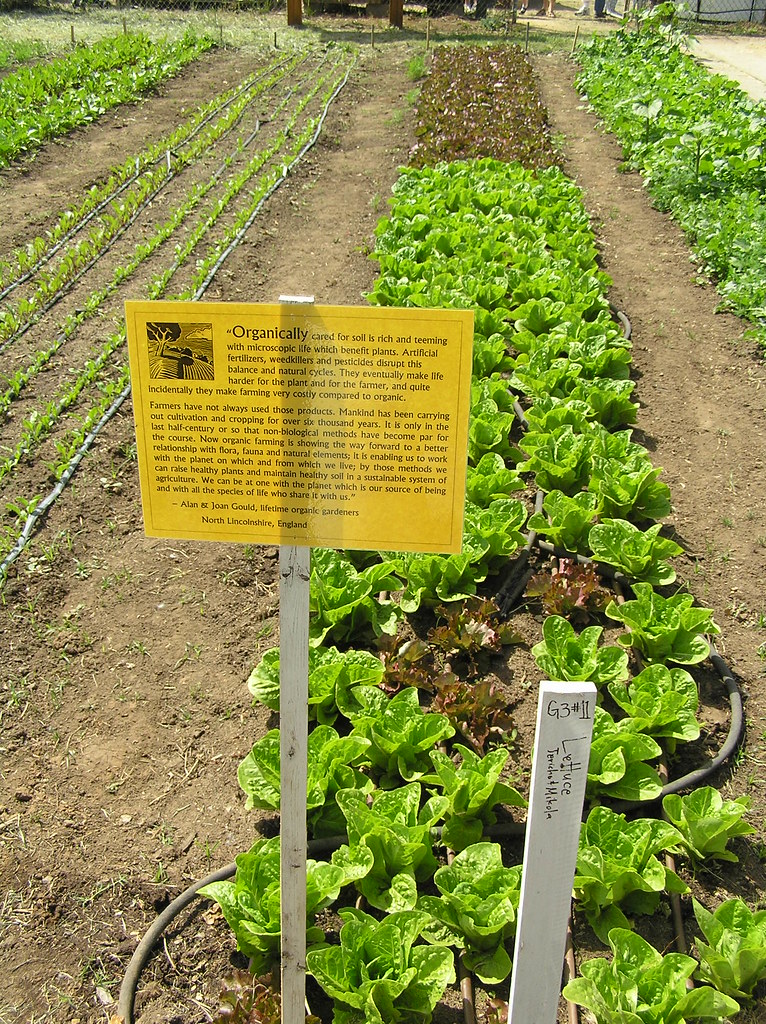 Soil Born Farm: Organically Grown