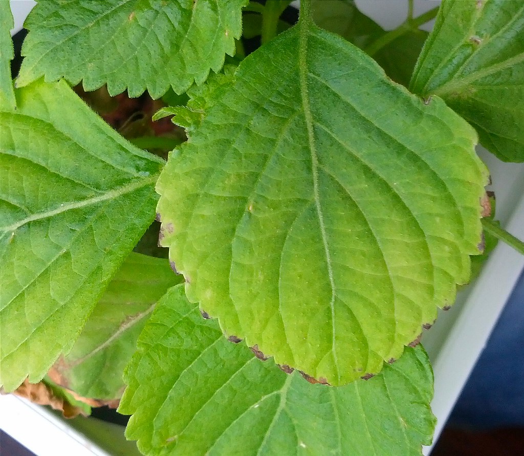 Shiso/Perilla with burnt tips