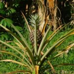 File:A growing pineapple plant.jpg - Wikimedia Commons