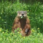 How to Get Rid of Groundhogs