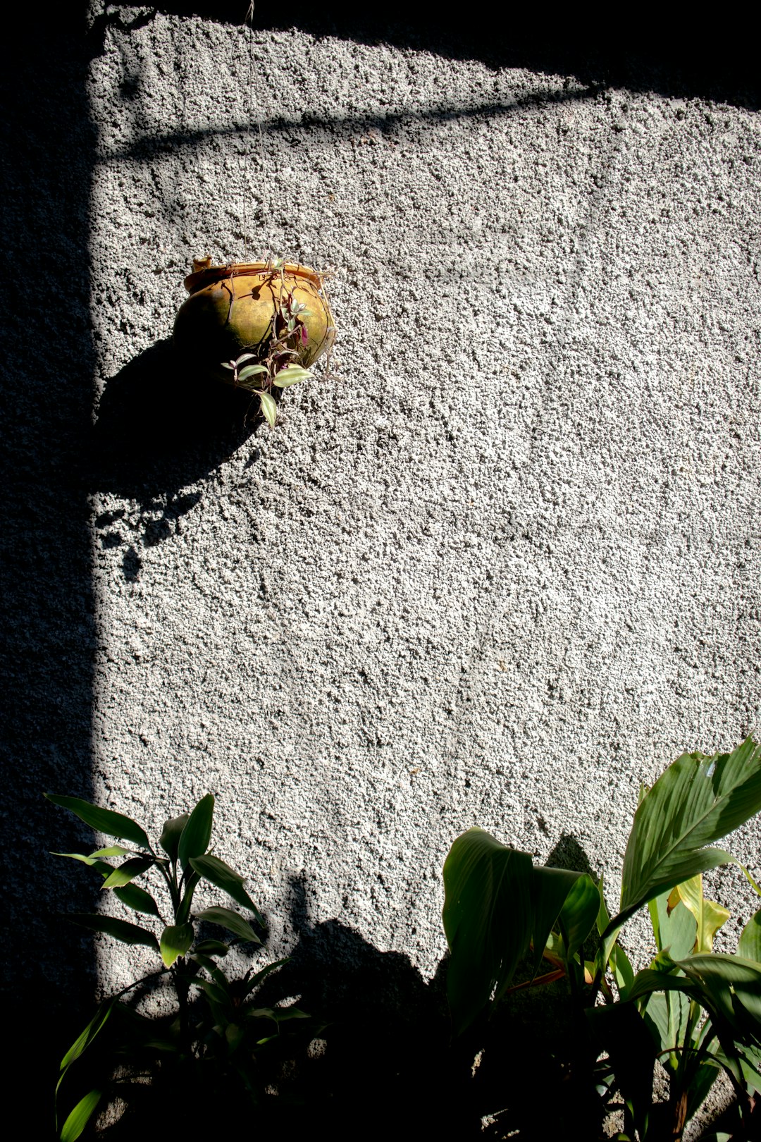 a plant that is growing out of the ground