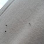 File:Clingon gnats.jpg - Wikimedia Commons