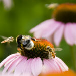 Hovering Flies on Patio: Effective Solutions for Control