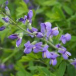 File:Baptisia 'Purple Smoke' 5 2021 Baptisia- (51205321771).jpg ...