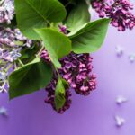 Will Vinegar Kill Lilac Roots? Understanding Garden Solutions