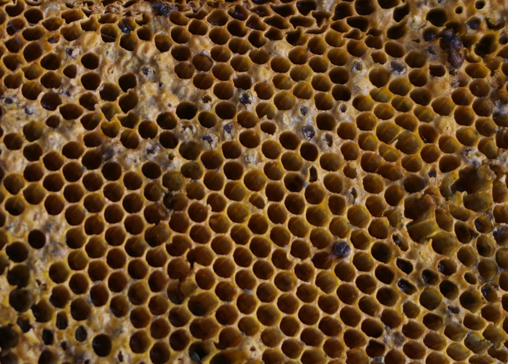 bee hive