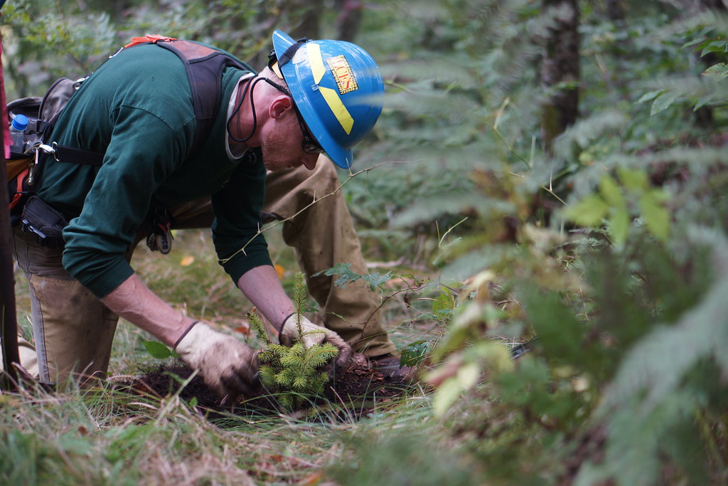 North Carolina wildlife technician Charles Lawson plants a spruce tree