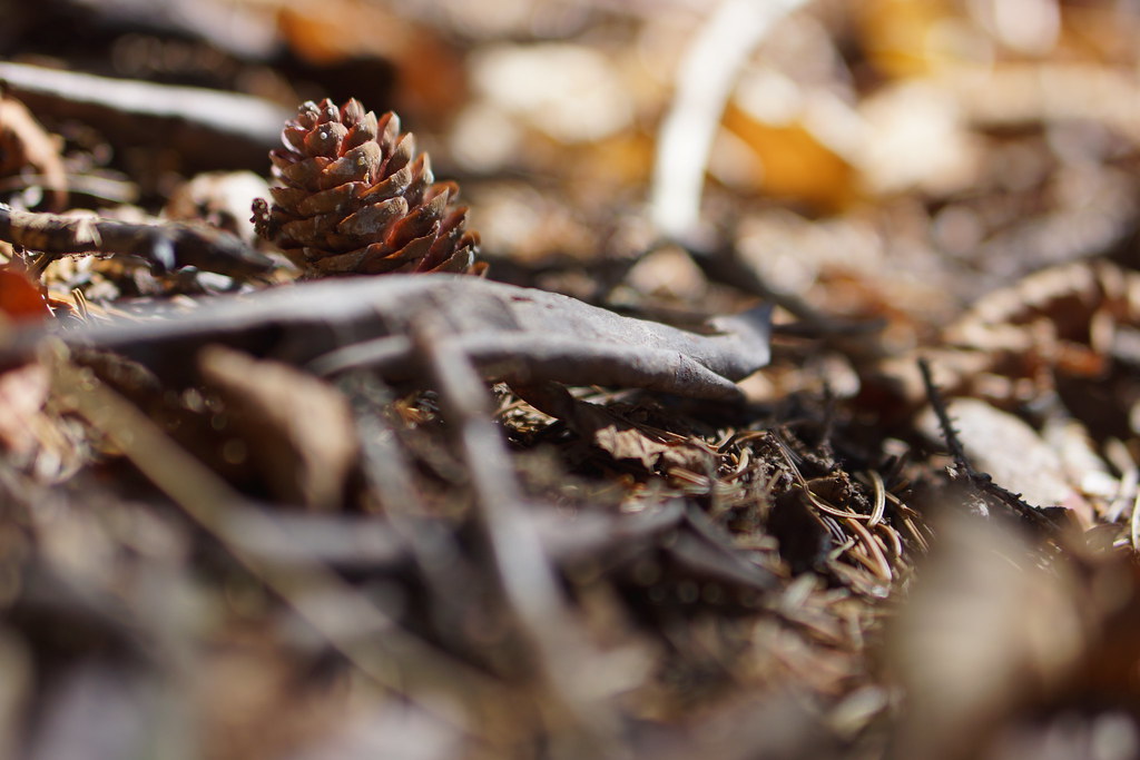 Red spruce cone on the forest floor