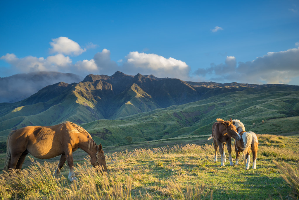 Horses Roam Near Mt. Aso an active volcano in Japan