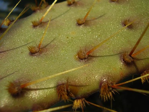 Cactus Needles