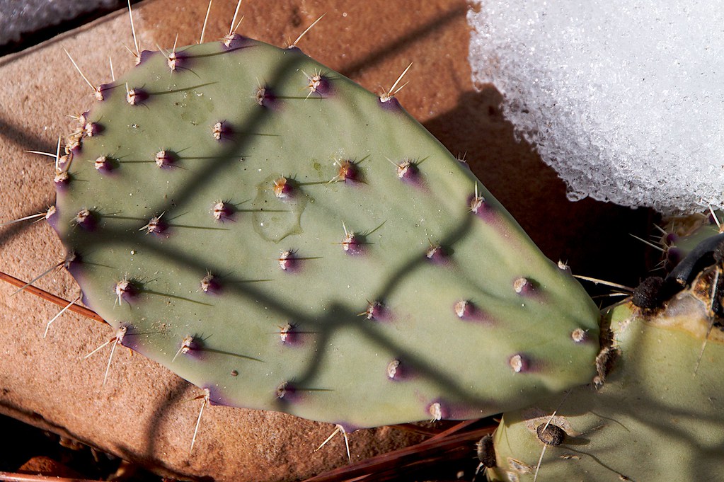 Yes. The image of a cactus could be used in an article about 