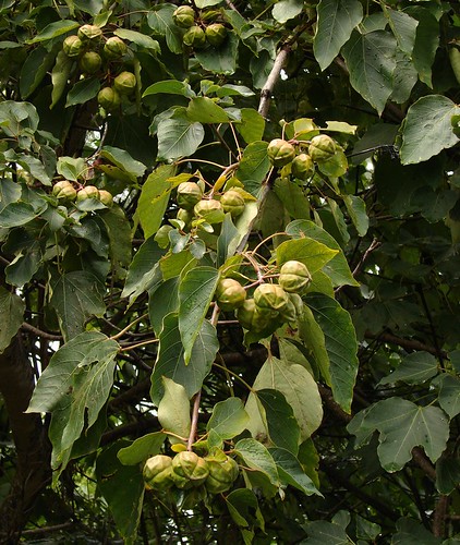 Tung Tree fruits - source for oil