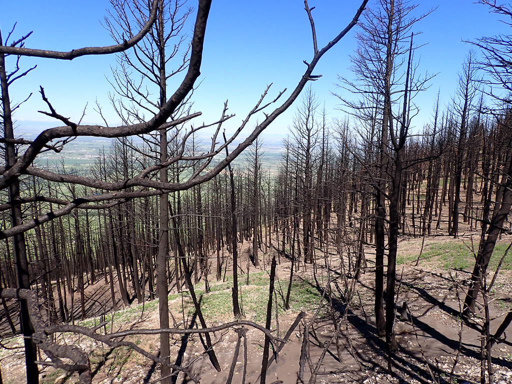 Pseudotsuga menziesii - Douglas fir - 2020 September burn