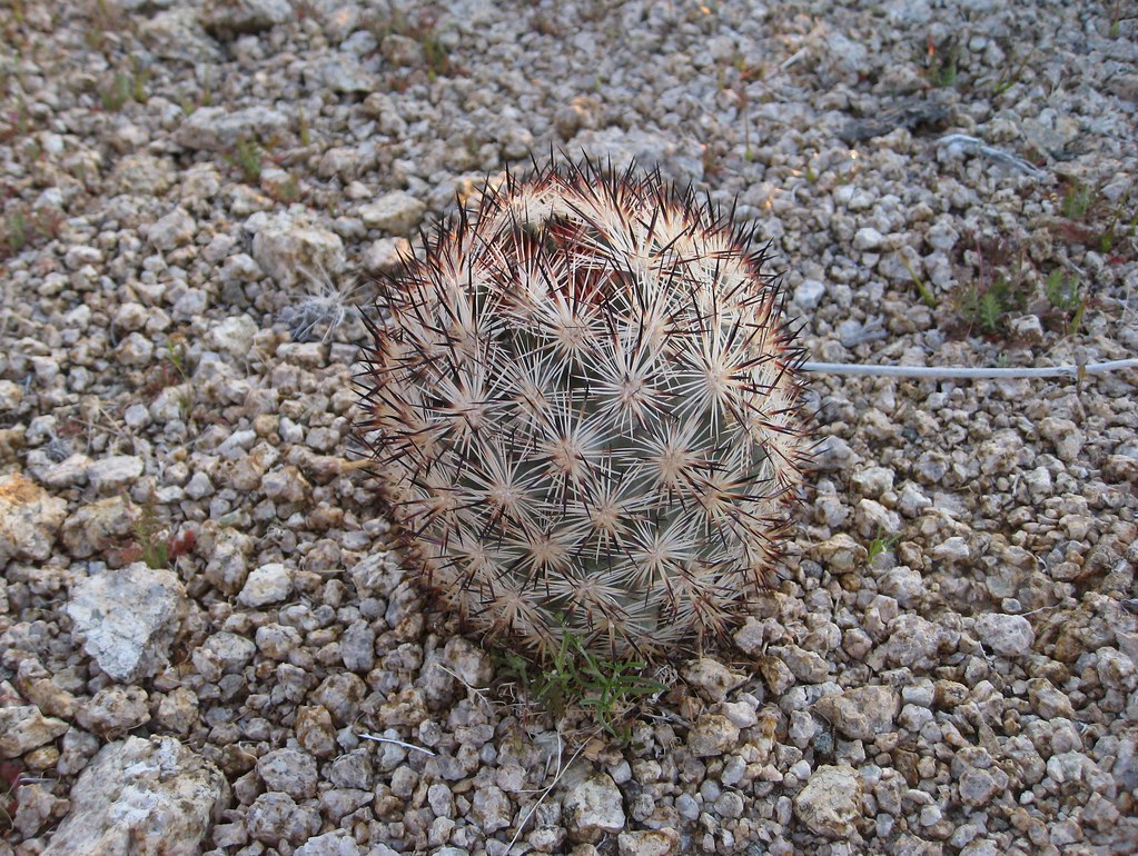 Lone Cactus