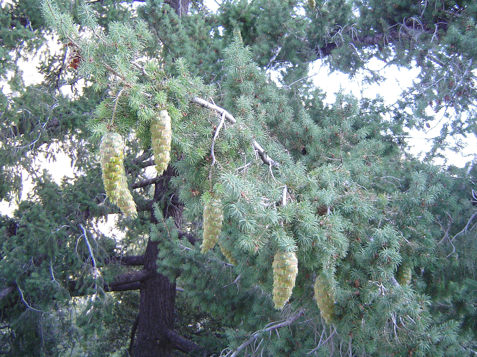 Bigcone Douglas-fir at mtbaldy