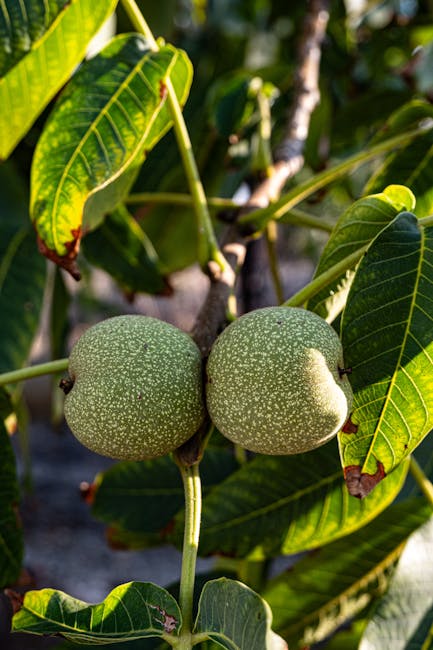 Walnuts on a tree with leaves and sunlight