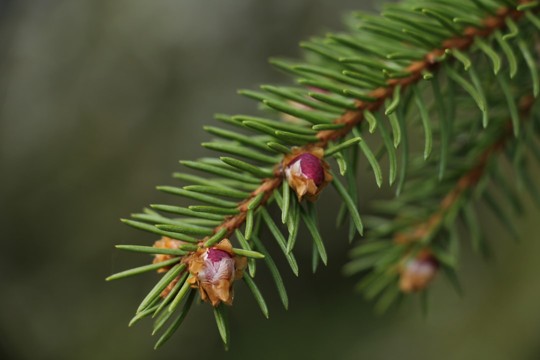 brown and green plant in close up photography