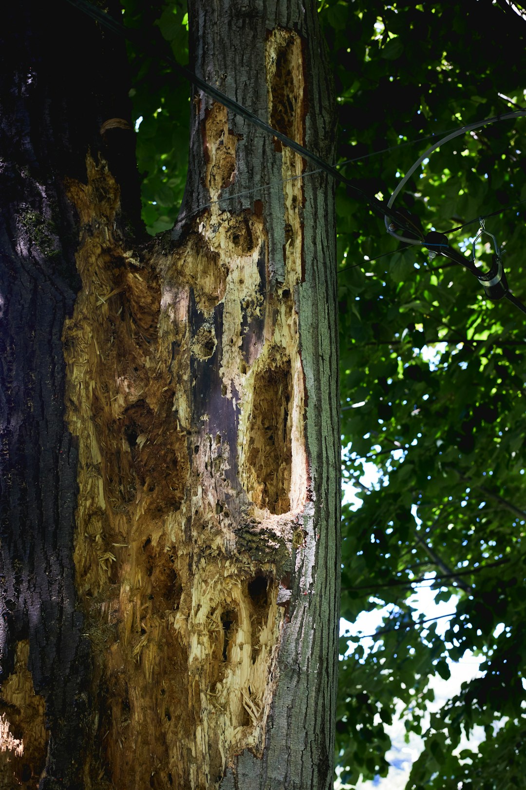 a tree that has a bunch of holes in it