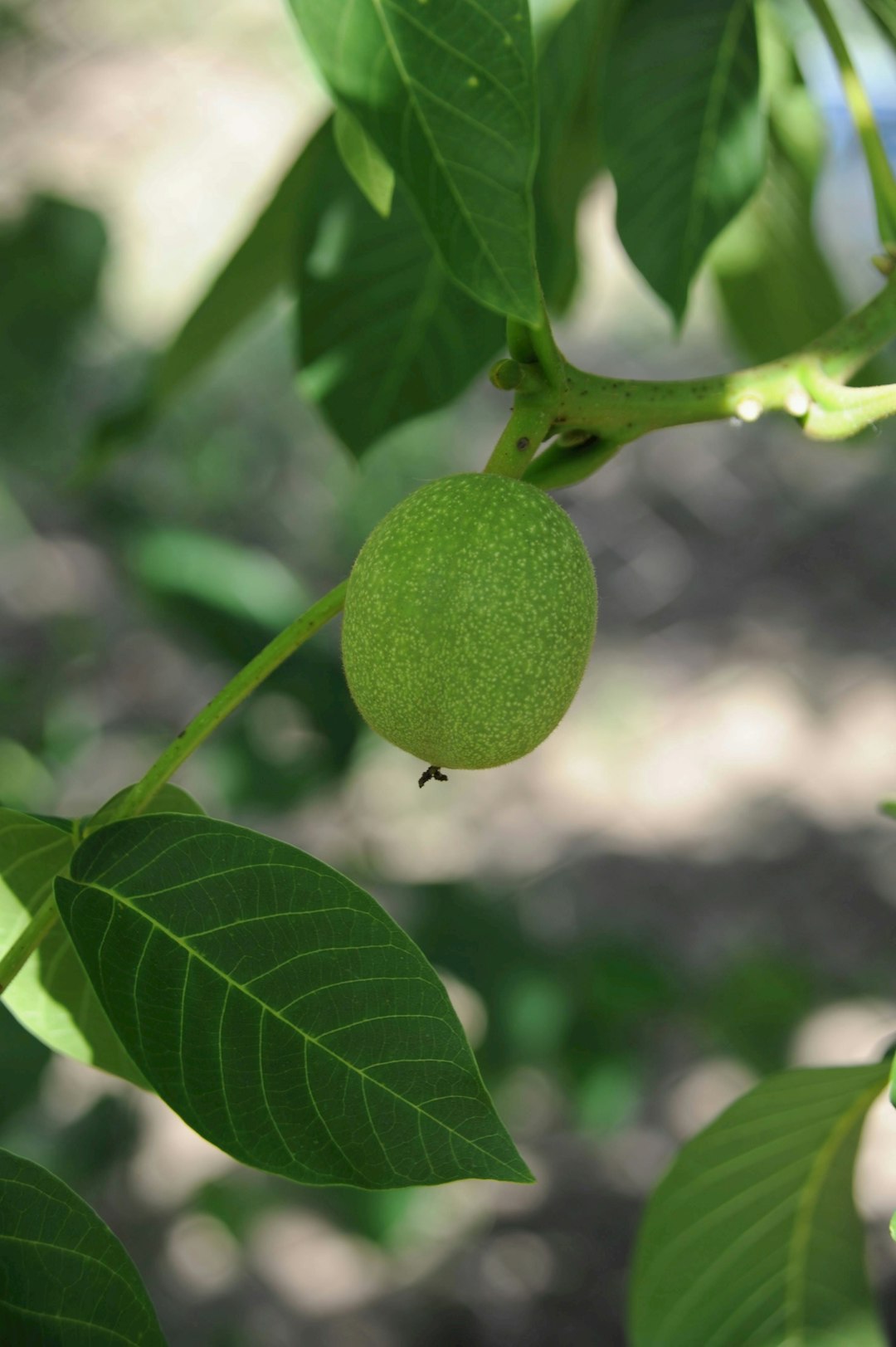 a close up of a green fruit on a tree