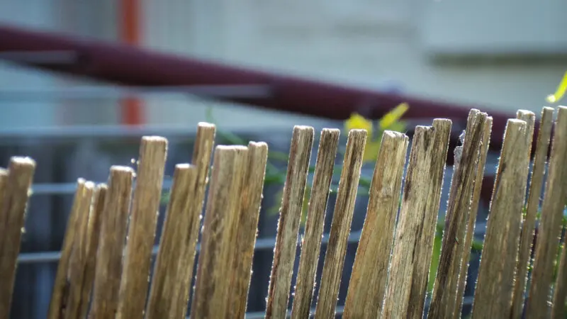 Bamboo Fence