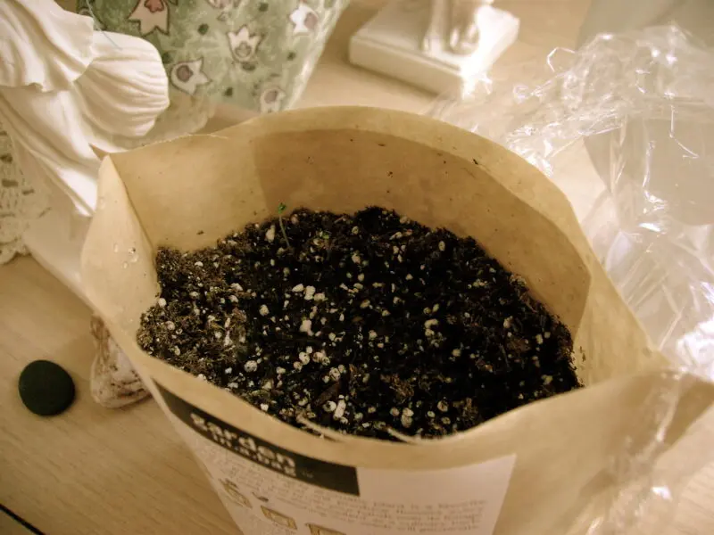 growing lavender