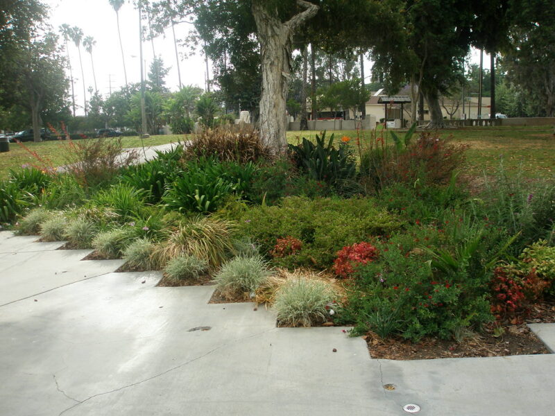 Drought tolerant garden