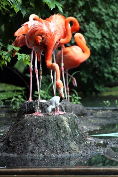 Flamingo nest