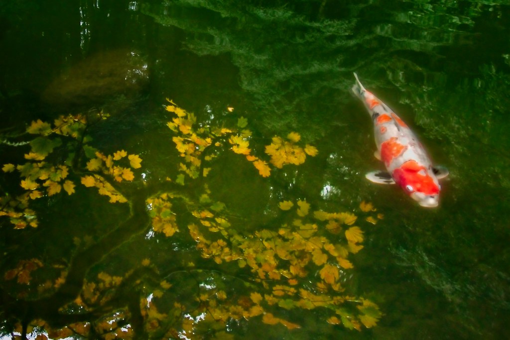 Autumn Koi Pond 6981 D