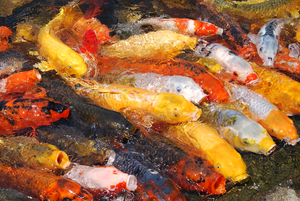 Backyard Koi Pond Ideas