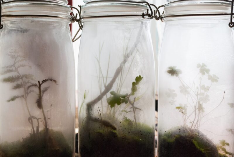 Three glass jar terrariums