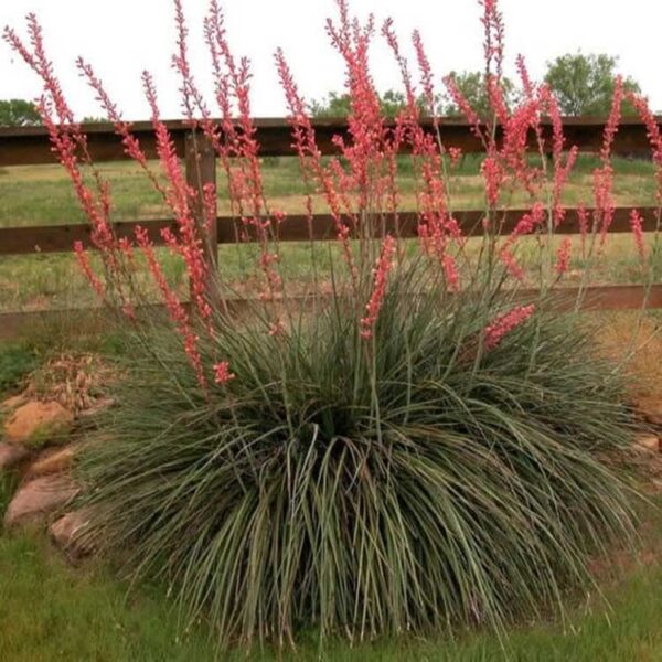 Outsidepride's Perennial Hesperaloe Parviflora: A Xeriscaping Essential