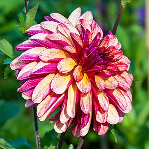Embrace Summer Blooms with Gitts Crazy Dinner Plate Dahlia