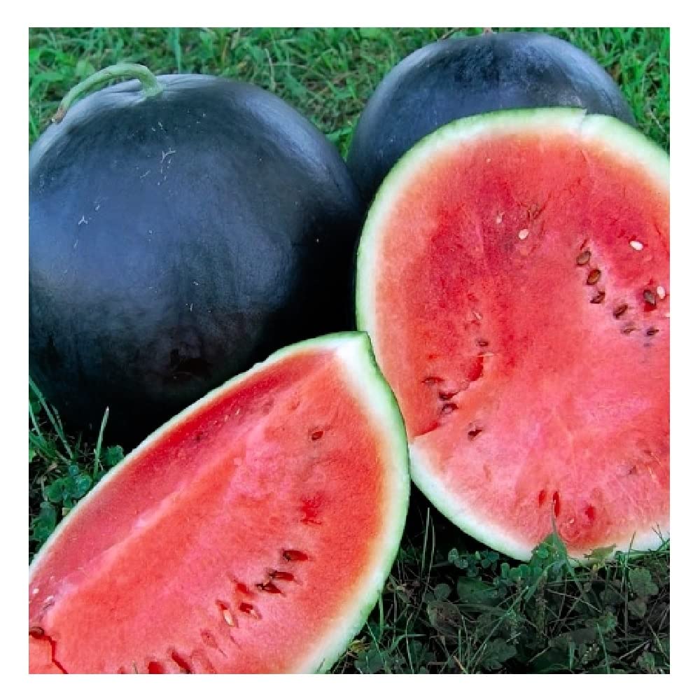 Black Diamond Watermelon: A Heirloom Sensation with Instant Latch Feature